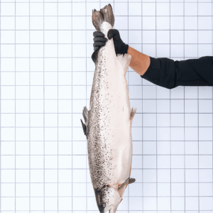 Salmon Ora King