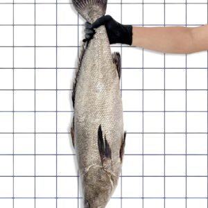 Totoaba